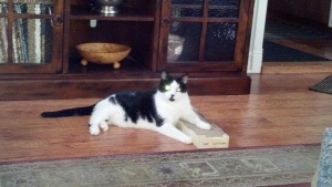 Mr. Cookie enjoys his scratching pad
